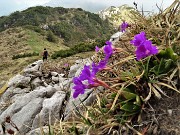 56  Primula glaucescens scendendo dalla vetta del Cancervo